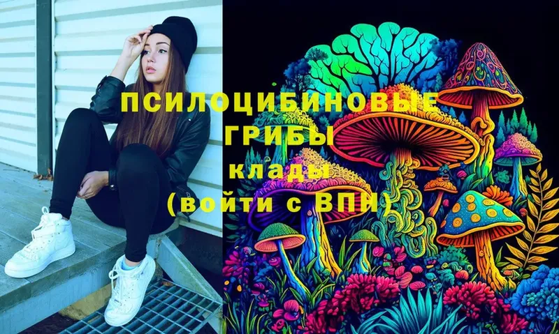 Псилоцибиновые грибы Psilocybe  Кимры 